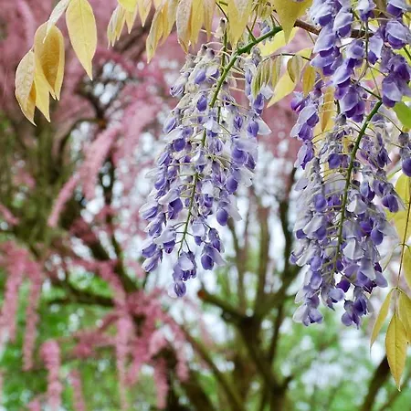 Casale Iris Vila Belmonte Piceno